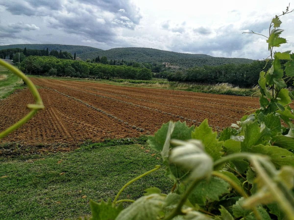 Claudia Vacanza Toscana - Appartamento Nocciolo- 10 Min Da Siena Malignano Exteriör bild