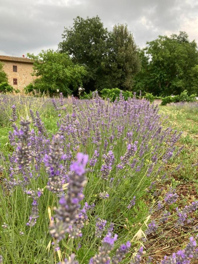 Claudia Vacanza Toscana - Appartamento Nocciolo- 10 Min Da Siena Malignano Exteriör bild